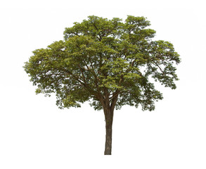 green tree isolated on white background