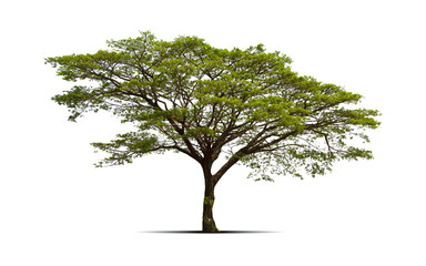 green tree isolated on white background