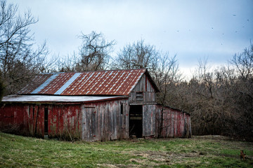 Old dilapidated condemned barn in field on farm in midwest middle america with corn and meth