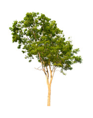 Obraz premium isolated tree is located on a white background.