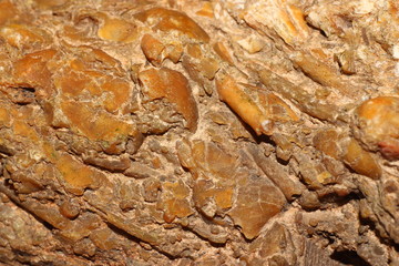 Accumulation of fossil fauna in stone - segments of sea lilies, plates and needles of sea urchins, brachiopods. Carboniferous period, Russia