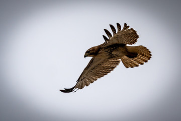 Red Shouldered Hawk in flight.