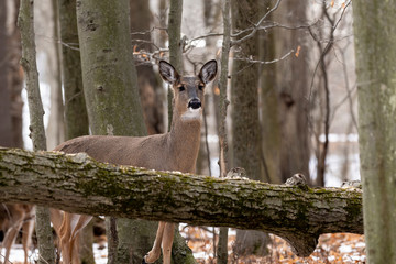 Deer. The white-tailed deer, also known as the whitetail or Virginia deer in winter on snow .State park Wisconsin.