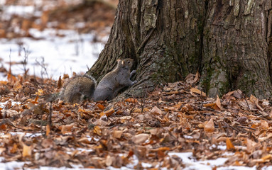 Squirrel. Eastern gray squirrel in  winter, natural scene from wisconsin state park.