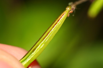 Closed fruit of the plant touch-me-not balsam (Impatiens noli-tangere)