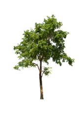 Fototapeta premium isolated tree is located on a white background.