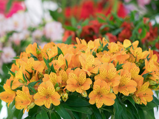 アルストロメリア