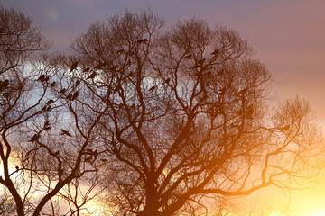 A flock of raven in the trees against the backdrop of a bright beautiful sunset