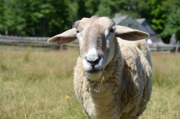 Sheep looking at the camera at the Acadian Historical Village, New Brunswick, Canada