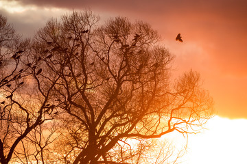 A flock of raven in the trees against the backdrop of a bright beautiful sunset