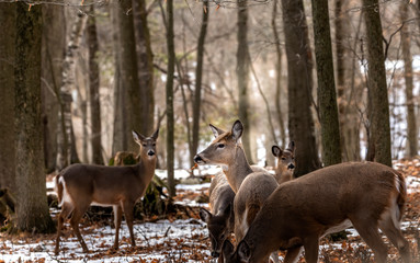 Deer. The white-tailed deer, also known as the whitetail or Virginia deer in winter on snow .State...