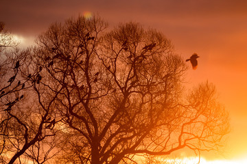 A flock of raven in the trees against the backdrop of a bright beautiful sunset