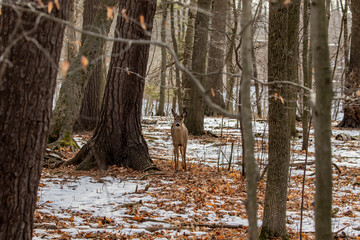 Deer. The white-tailed deer, also known as the whitetail or Virginia deer in winter on snow .State park Wisconsin.