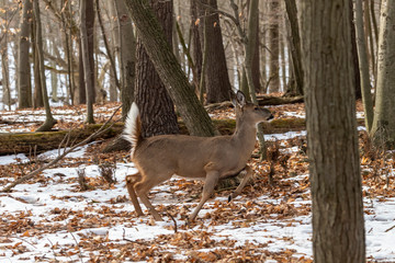 Deer. The white-tailed deer, also known as the whitetail or Virginia deer in winter on snow .State park Wisconsin.