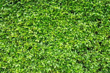 Green wall of Ficus shrub plant, closeup image for the background