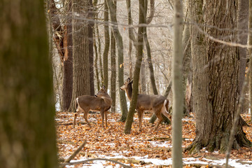 Deer. The white-tailed deer, also known as the whitetail or Virginia deer in winter on snow .State park Wisconsin.