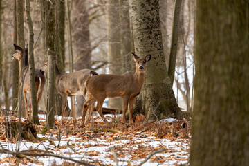 Deer. The white-tailed deer, also known as the whitetail or Virginia deer in winter on snow .State park Wisconsin.