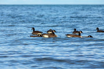 Flock of Canadian geese on lake Michigan