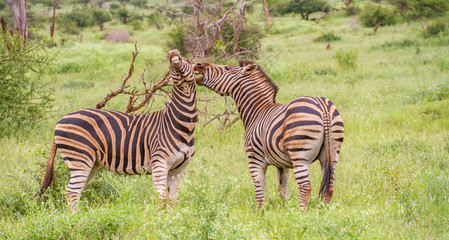 Fototapeta na wymiar Two burchell's zebras interacting isolated in the Kruger National park in South Africa image in horizontal format