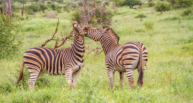 Two burchell's zebras interacting isolated in the Kruger National park in South Africa image in horizontal format