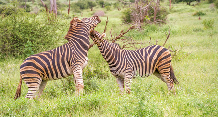 Fototapeta na wymiar Two burchell's zebras interacting isolated in the Kruger National park in South Africa image in horizontal format