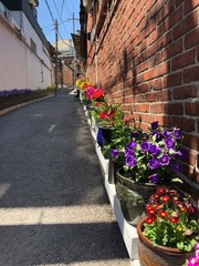 flowers on the street in Seoul