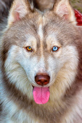 Portrait of Siberian Husky dog with multi-coloured eyes isolated
