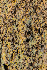 Beautiful Arizona tree trunk