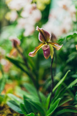 Beautiful blooming paphiopedilum lady slipper orchid flowers