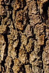 Tree Trunk from a Beatiful Arizona Tree