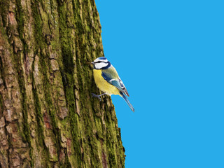 Tit on a tree trunk.