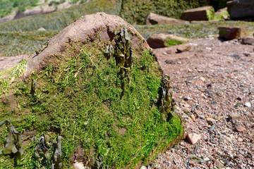 Close up of moss in New Brunswick