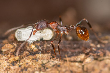 Macro of an ant moving a larva carcass  
