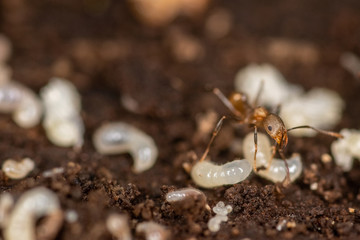 Macro of an ant moving a larva carcass  