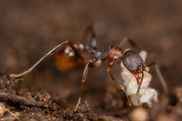 Macro of an ant moving a larva carcass  