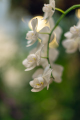 Naklejka na ściany i meble Beautiful blooming white phalaenopsis orchid flowers