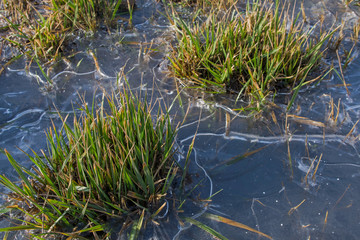 Islands with tufts of sharp green grass stalks sticking up are bound by thin crust of transparent ice. Rare white round-shaped snowflakes are visible on ice. Concept: unexpectedly early winter frosts 