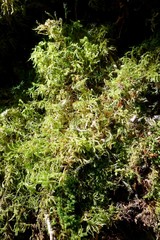 Close up of moss in New Brunswick