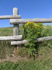 Fototapeta premium wooden fence in the field at Prince Edward Island National Park, Canada