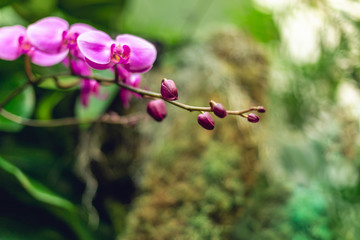 Beautiful blooming pink phalaenopsis orchid flowers
