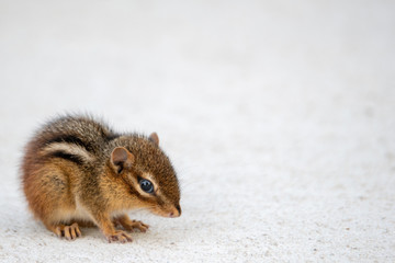 squirrel eating nut isolated on white sidewalk eating with lots of copy space. 