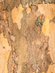 Bark of a plane tree vertical
