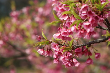 寒緋桜　元日桜　台湾桜　緋桜　緋寒桜　Cerasus campanulata