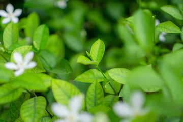 Fototapeta na wymiar Fresh young bud soft green leaves blossom on natural greenery plant and white flower blurred background under sunlight in garden, abstract image from nature selective focus