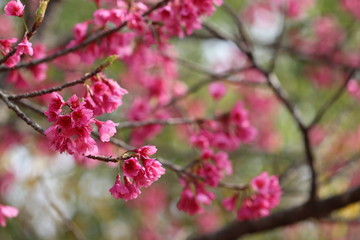 寒緋桜　元日桜　台湾桜　緋桜　緋寒桜　Cerasus campanulata