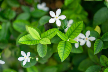 Fresh young bud soft green leaves blossom on natural greenery plant and white flower blurred background under sunlight in garden,  abstract image from nature selective focus
