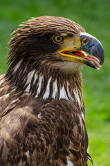 Young Eagle
