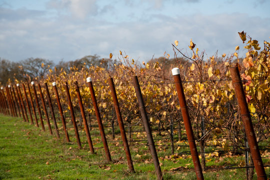 Vineyard - Angular View of Rows of Fall/Autumn  Colored Trestled Grapevines Against a Background of Green Grass, Blue Sky with White Clouds, Daytime - Oregon