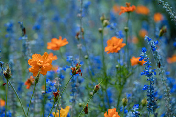 Blue Salvia  and Cosmos flower in the garden.Beautiful purple flower and orange flower in meadow.