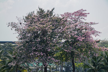 Fototapeta na wymiar Selective focus beautiful Tabebuia Rosea flower blooming in a garden.Also called Pink Poui,Pink Tecoma and Rosy Trumpet tree.